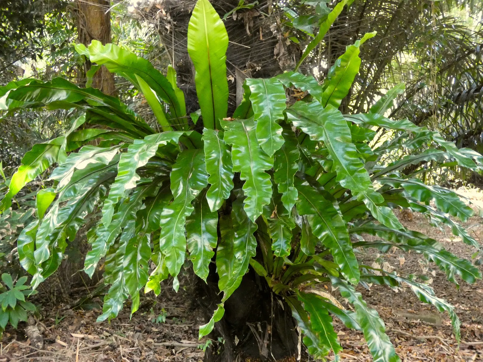 Bird's Nest Fern (Asplenium Nidus) — creating a simple elongated oval shape with a slightly wavy edge and a prominent central rib