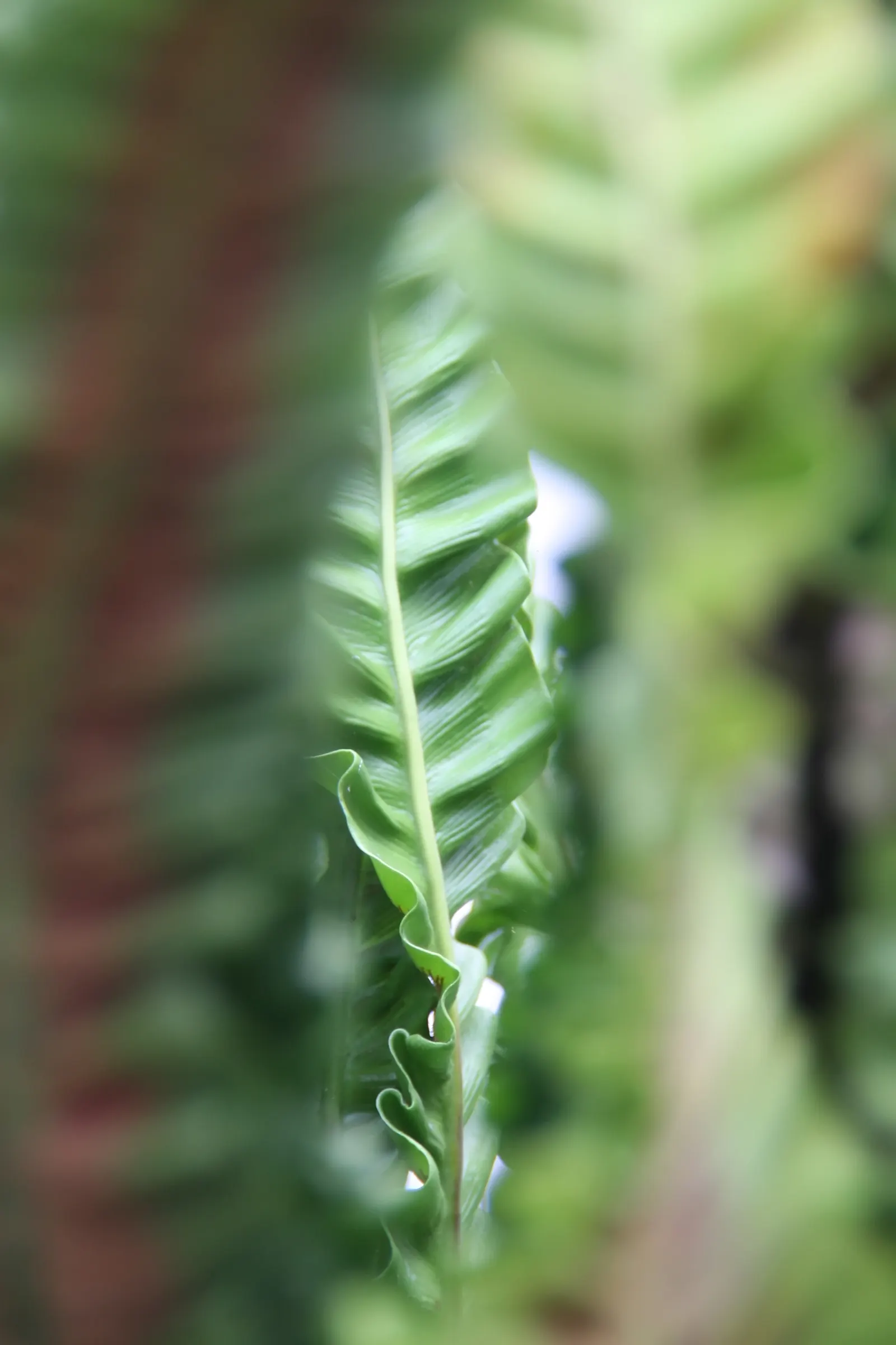 Bird's Nest Fern (Asplenium Nidus) — resembling a bird's nest - hence the name; which is a key identifying feature