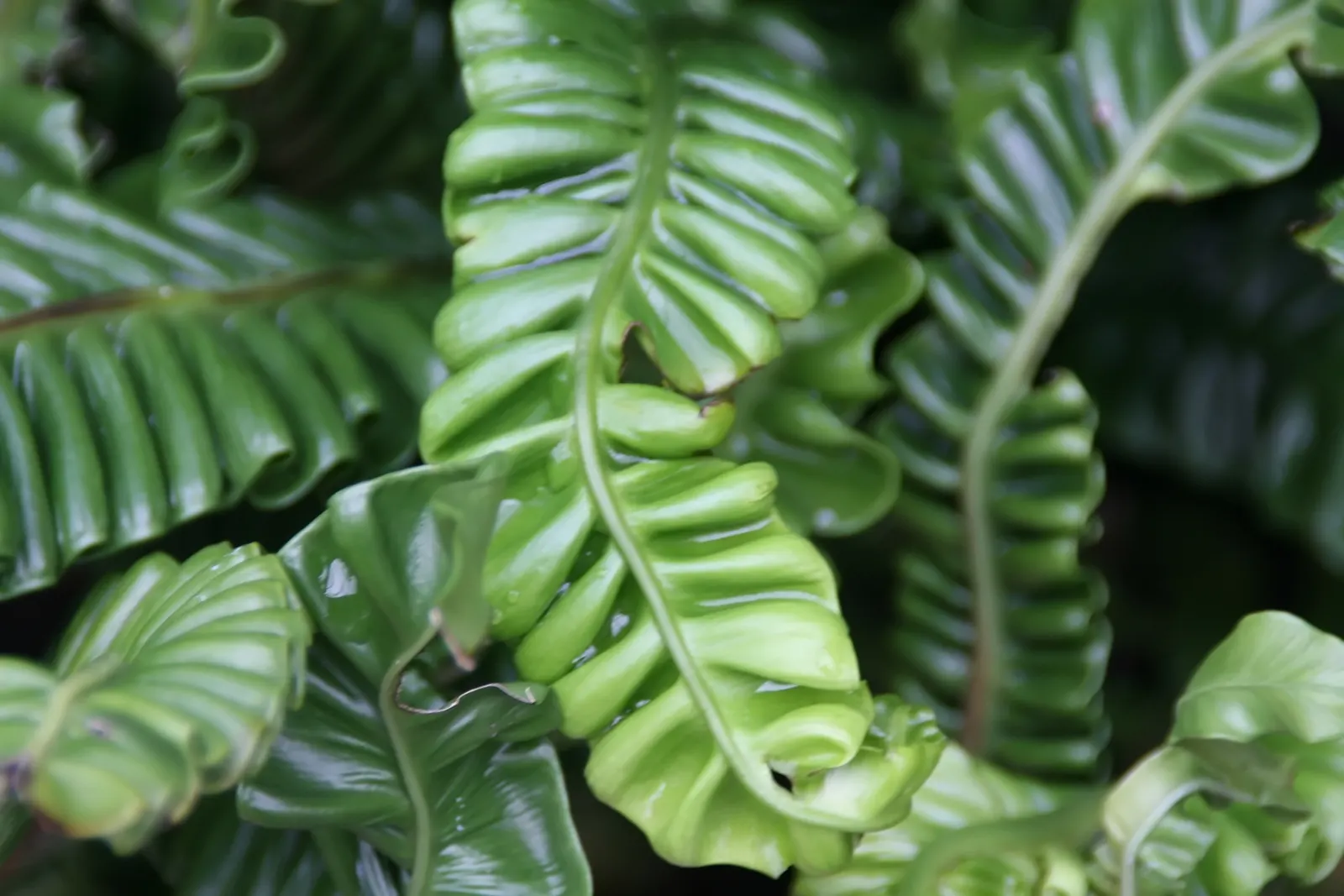 Bird's Nest Fern (Asplenium Nidus) — It needs consistent moisture but should not be left in standing water; commonly known as Bird's Nest Fern, image 88