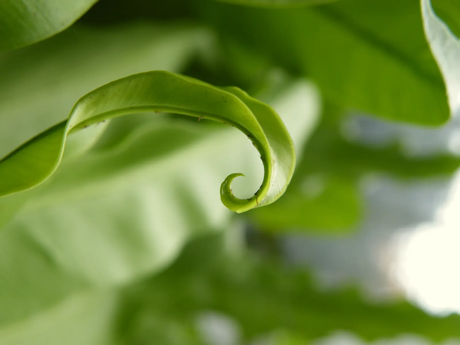 Bird's Nest Fern (Asplenium Nidus) — Ideal for tropical landscapes, it can also grace indoor spaces as an air-purifying plant; glossy fronds are, image 95