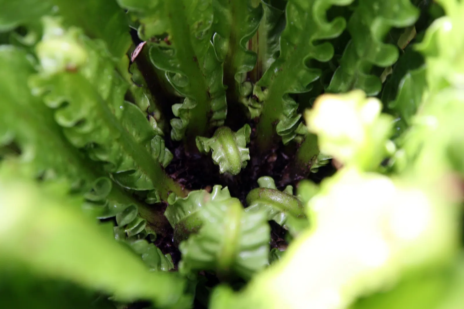 Bird's Nest Fern (Asplenium Nidus) — which is a key identifying feature; it needs consistent moisture but should not be left in standing water