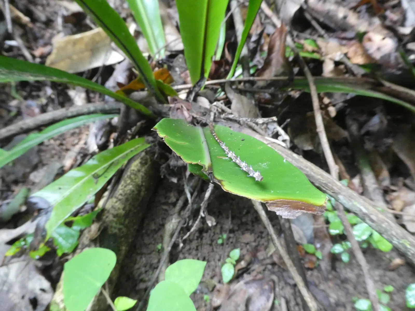 Bird's Nest Fern (Asplenium Nidus) — glossy fronds are capable of capturing attention in shaded or partially shaded areas; ideal for tropical, image 104