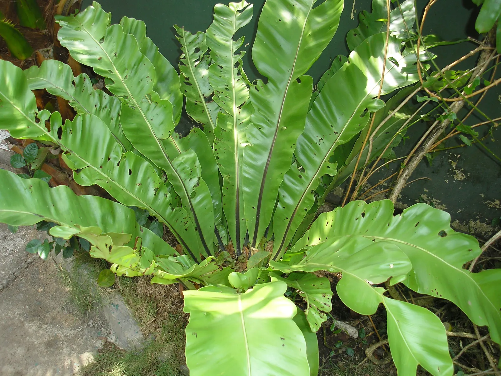 Bird's Nest Fern (Asplenium Nidus) — Fronds typically reach 2-4 feet in length, gracefully arching from a central, nest-like crown; the Bird's Nest, image 58
