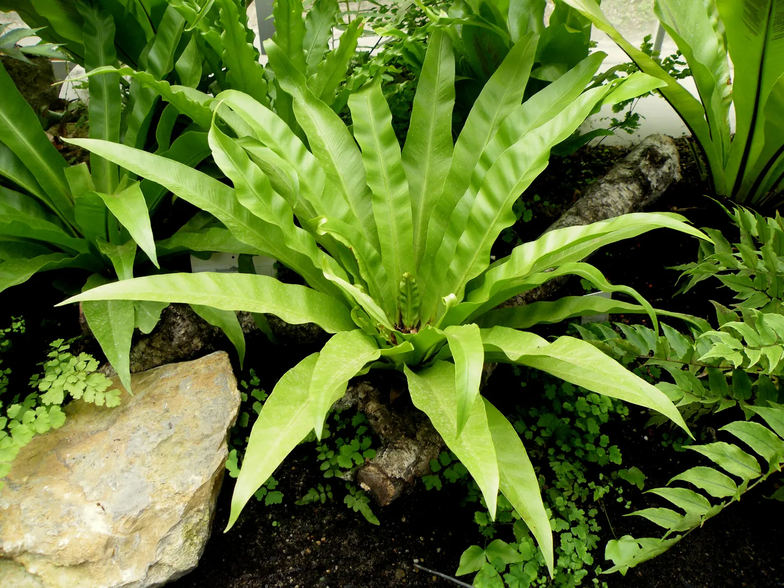 Bird's Nest Fern (Asplenium Nidus) — often celebrated for its lush