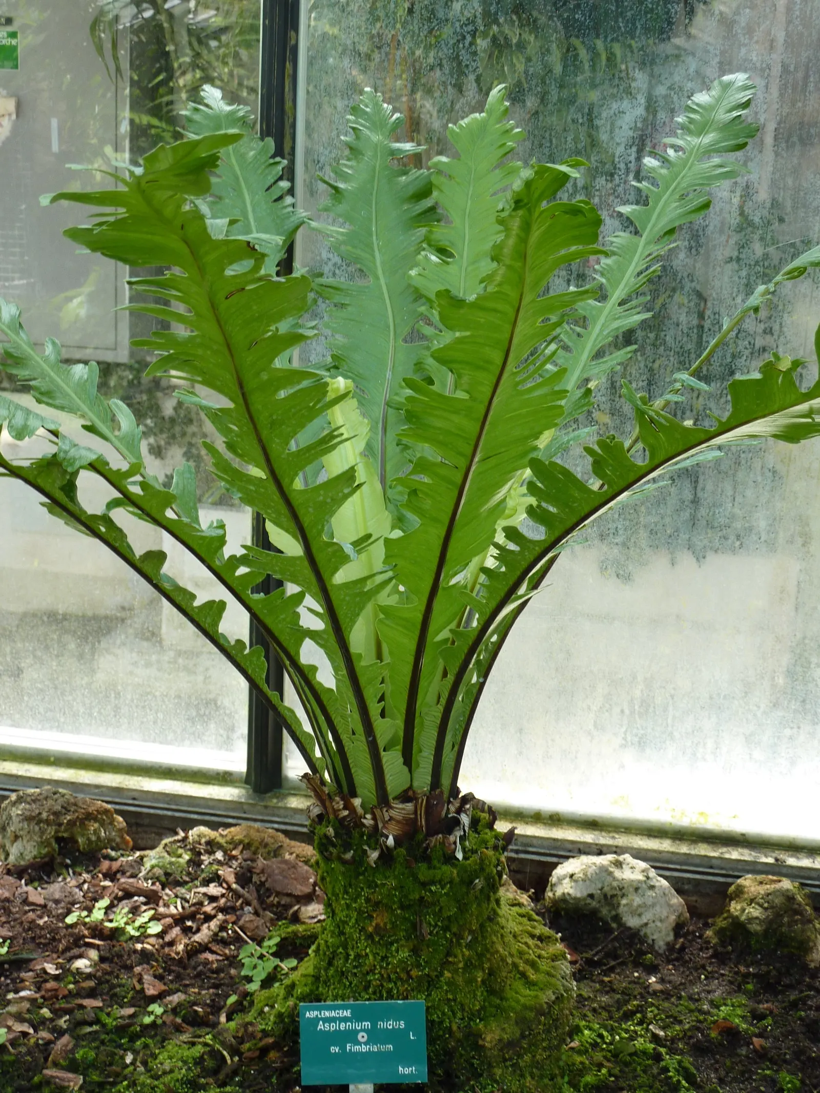 Bird's Nest Fern (Asplenium Nidus) — resembling a bird's nest - hence the name; which is a key identifying feature, image 82