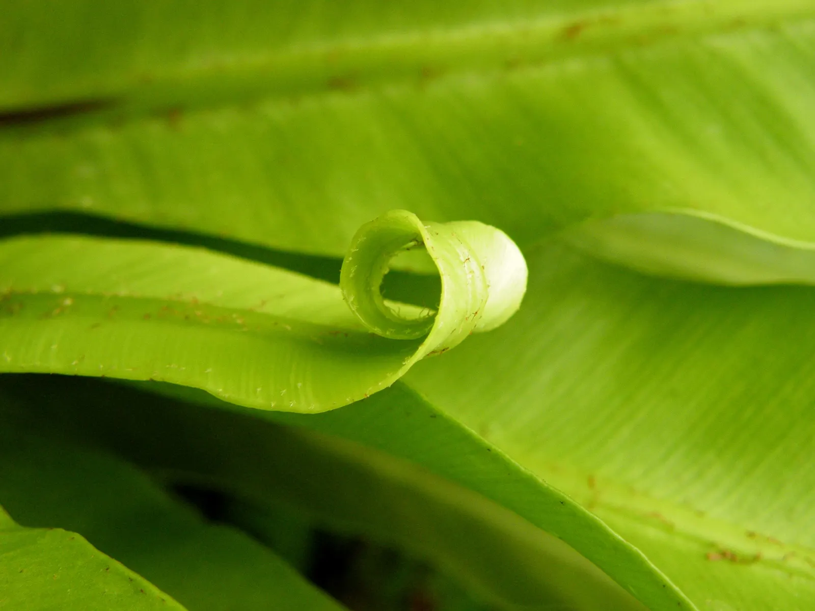 Bird's Nest Fern (Asplenium Nidus) — Fronds typically reach 2-4 feet in length, gracefully arching from a central, nest-like crown