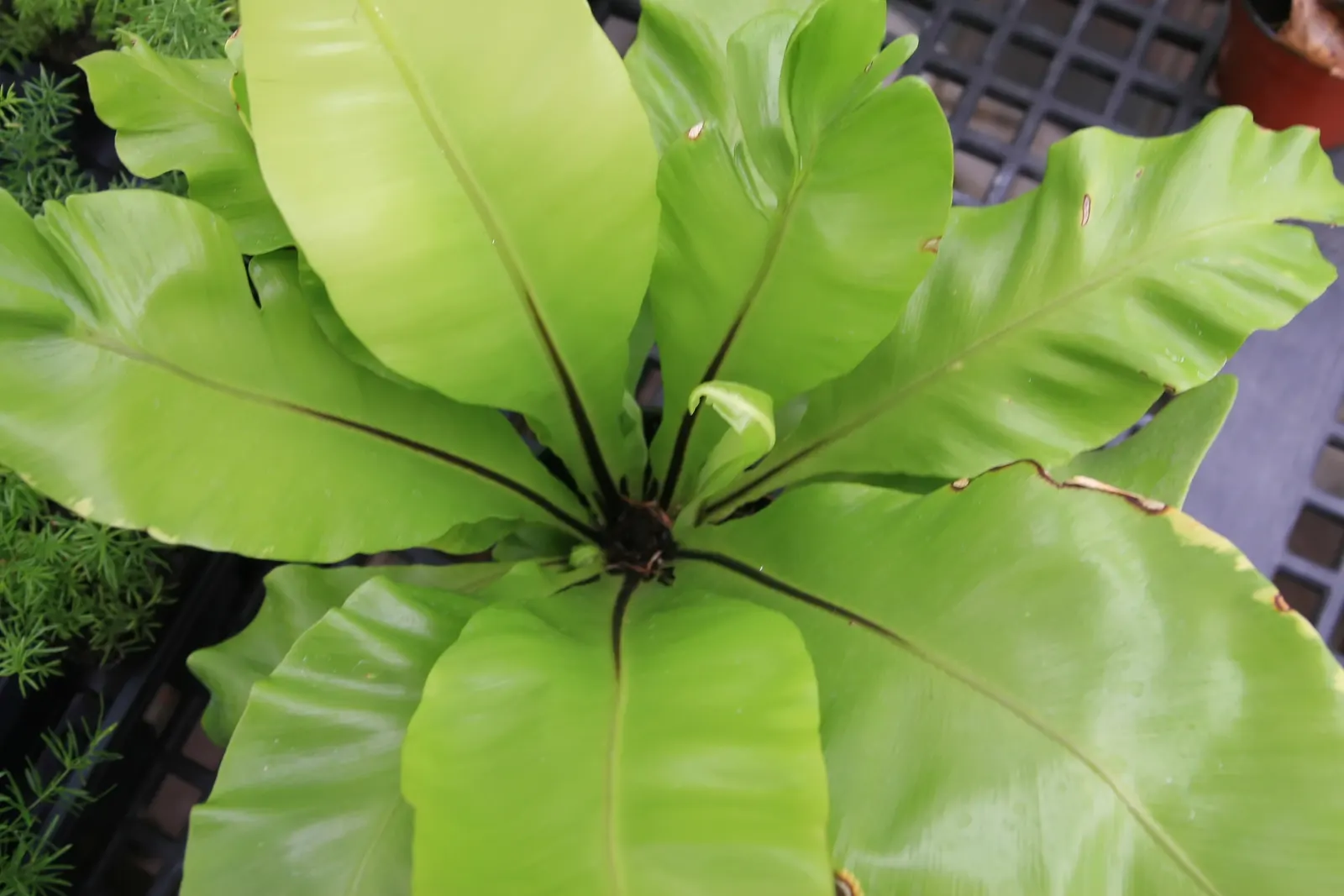 Bird's Nest Fern (Asplenium Nidus) — Thriving in partial shade, it prefers high humidity and well-draining soil; fern for half or shade, image 57