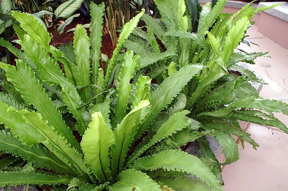 Bird's Nest Fern (Asplenium Nidus) — commonly known as Bird's Nest Fern; fronds typically reach 2-4 feet in length, gracefully arching from a, image 91