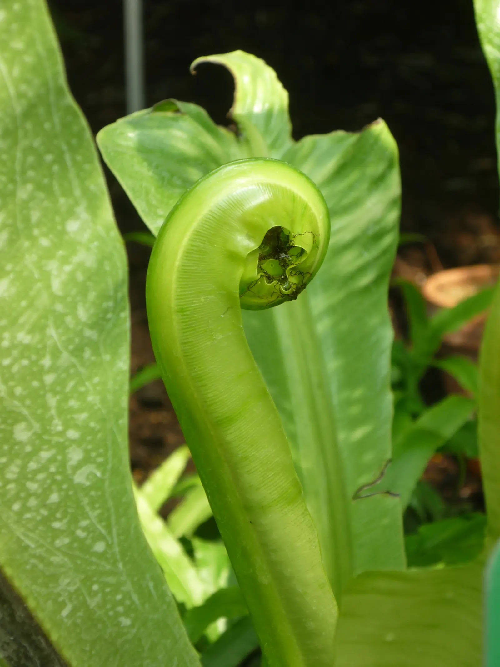 Bird's Nest Fern (Asplenium Nidus) — Thriving in partial shade, it prefers high humidity and well-draining soil; fern for half or shade, image 39