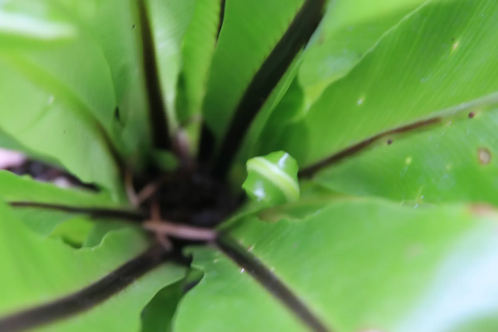 Bird's Nest Fern (Asplenium Nidus) — often celebrated for its lush; verdant highlight within their garden, image 44