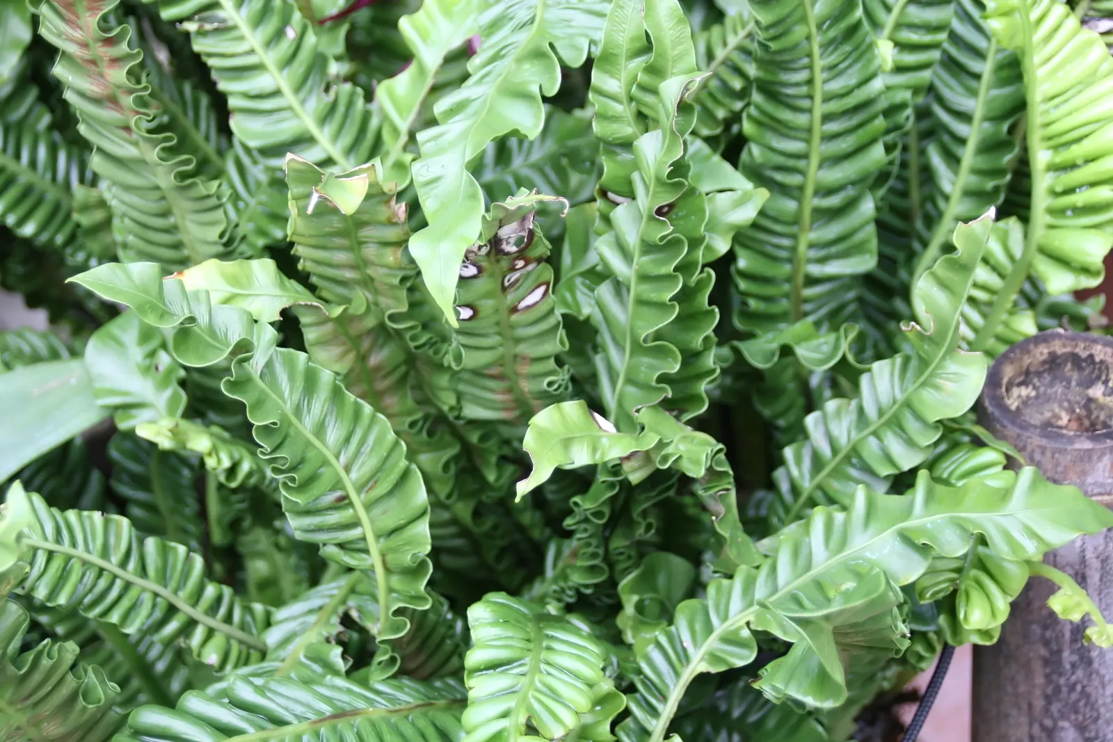 Bird's Nest Fern (Asplenium Nidus) — creating a simple elongated oval shape with a slightly wavy edge and a prominent central rib; green fronds that elegantly
