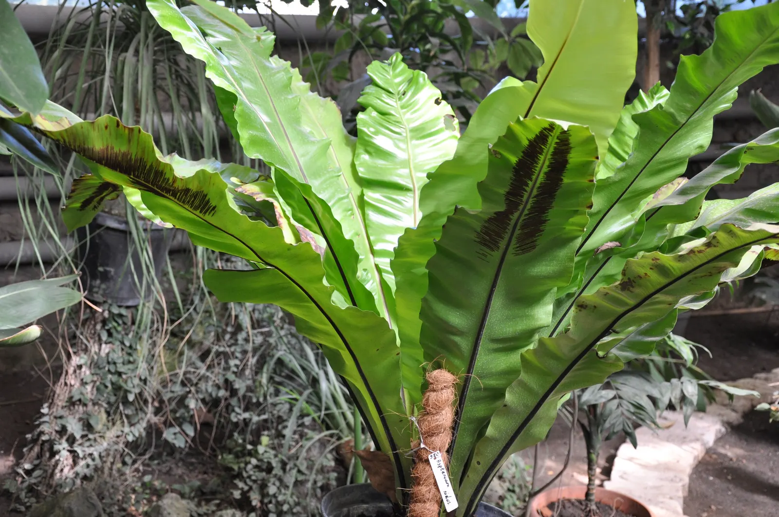 Bird's Nest Fern (Asplenium Nidus) — is an epiphytic evergreen with a distinctive rosette of lance-shaped; the fronds can reach a mature length of, image 56