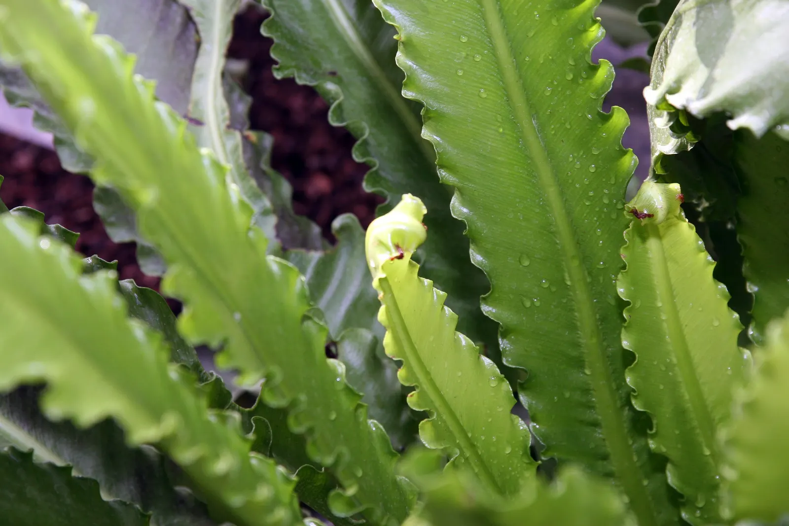 Bird's Nest Fern (Asplenium Nidus) — commonly known as Bird's Nest Fern; fronds typically reach 2-4 feet in length, gracefully arching from a, image 73