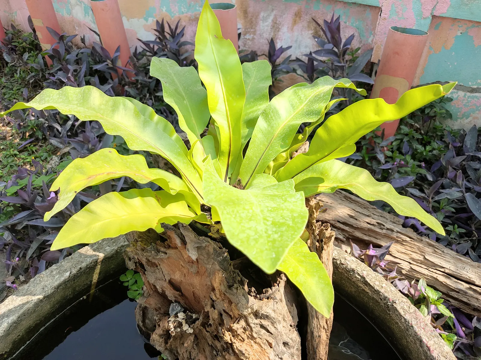 Bird's Nest Fern (Asplenium Nidus) — the fronds can reach a mature length of 2 to 4 feet and about 4 to 8 inches wide; is an epiphytic evergreen, image 83