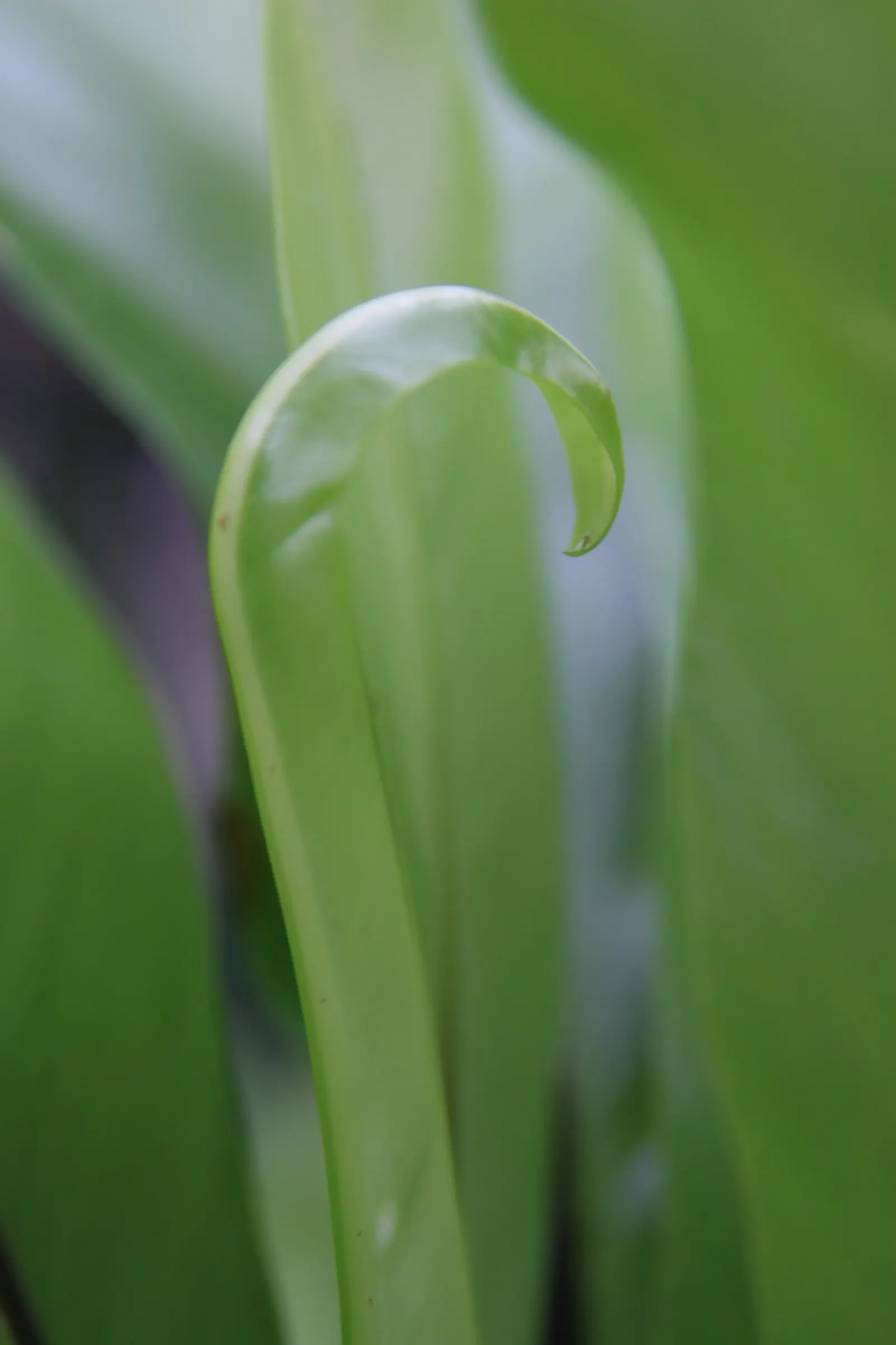 Bird's Nest Fern (Asplenium Nidus) — often celebrated for its lush; verdant highlight within their garden