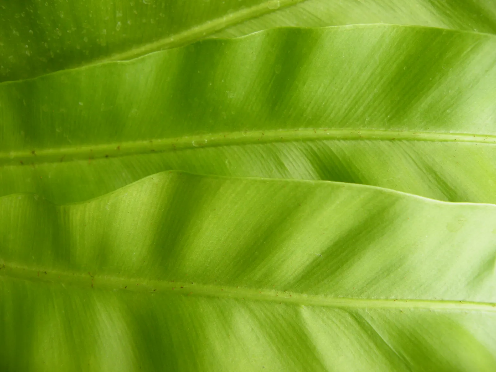 Bird's Nest Fern (Asplenium Nidus) — which is a key identifying feature; it needs consistent moisture but should not be left in standing water, image 49