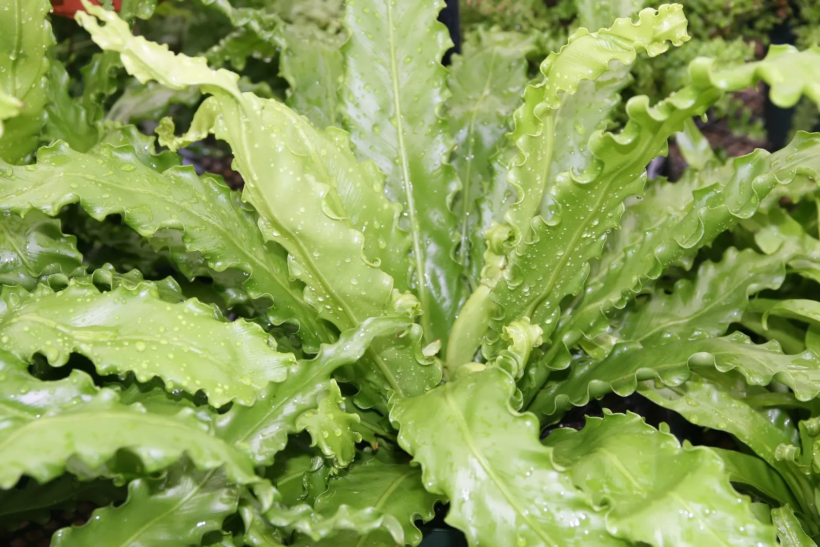 Bird's Nest Fern (Asplenium Nidus) — It needs consistent moisture but should not be left in standing water; commonly known as Bird's Nest Fern, image 106