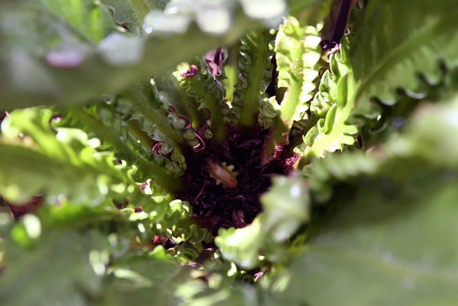 Bird's Nest Fern (Asplenium Nidus) — is an epiphytic evergreen with a distinctive rosette of lance-shaped; the fronds can reach a mature length of, image 74