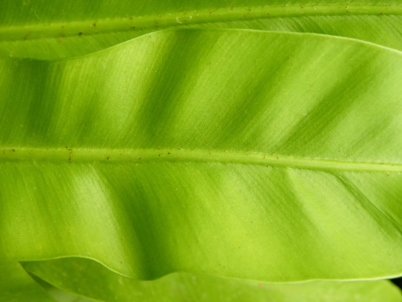 Bird's Nest Fern (Asplenium Nidus) — Thriving in partial shade, it prefers high humidity and well-draining soil; fern for half or shade