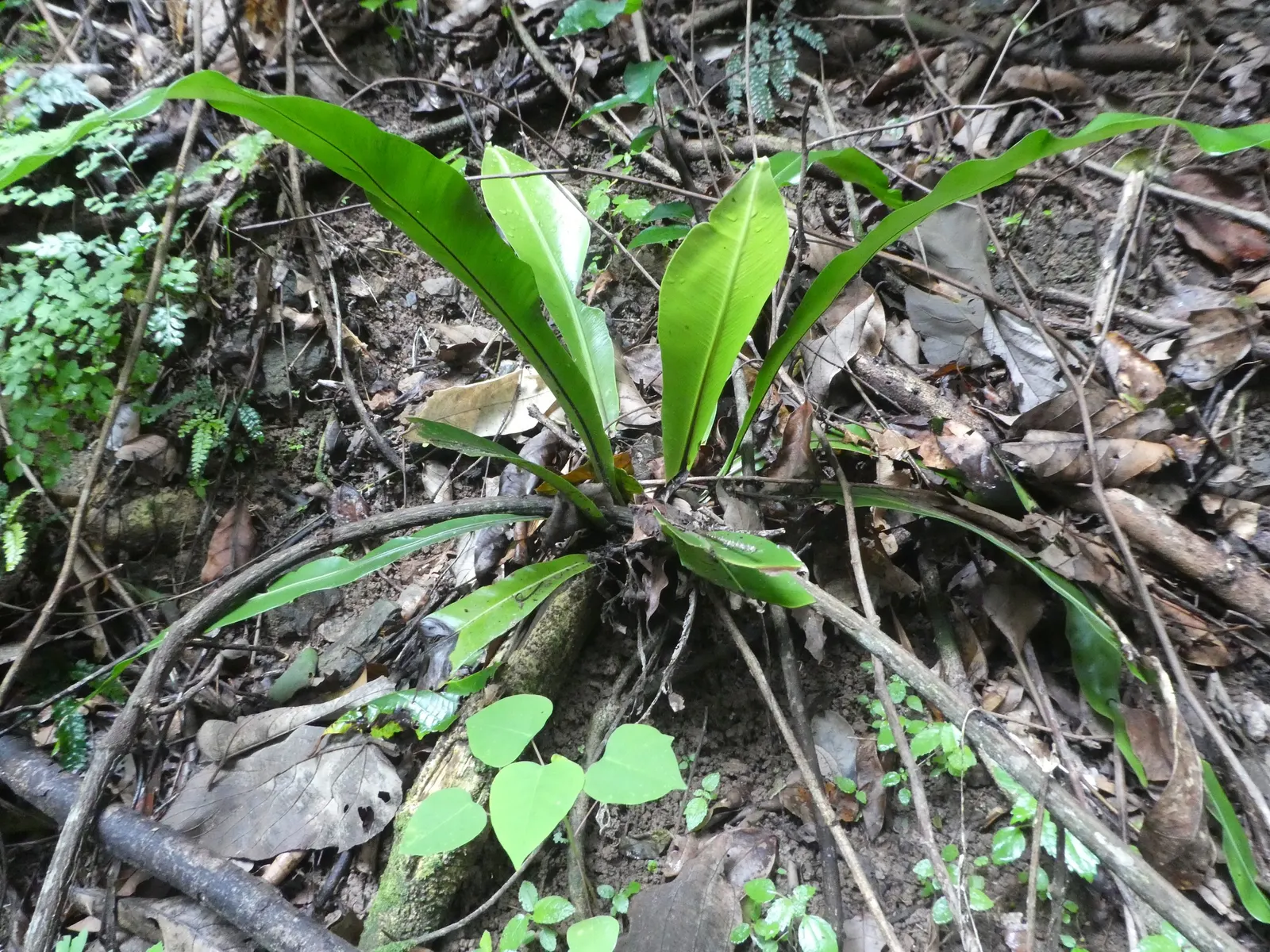 Bird's Nest Fern (Asplenium Nidus) — Ideal for tropical landscapes, it can also grace indoor spaces as an air-purifying plant; glossy fronds are, image 113