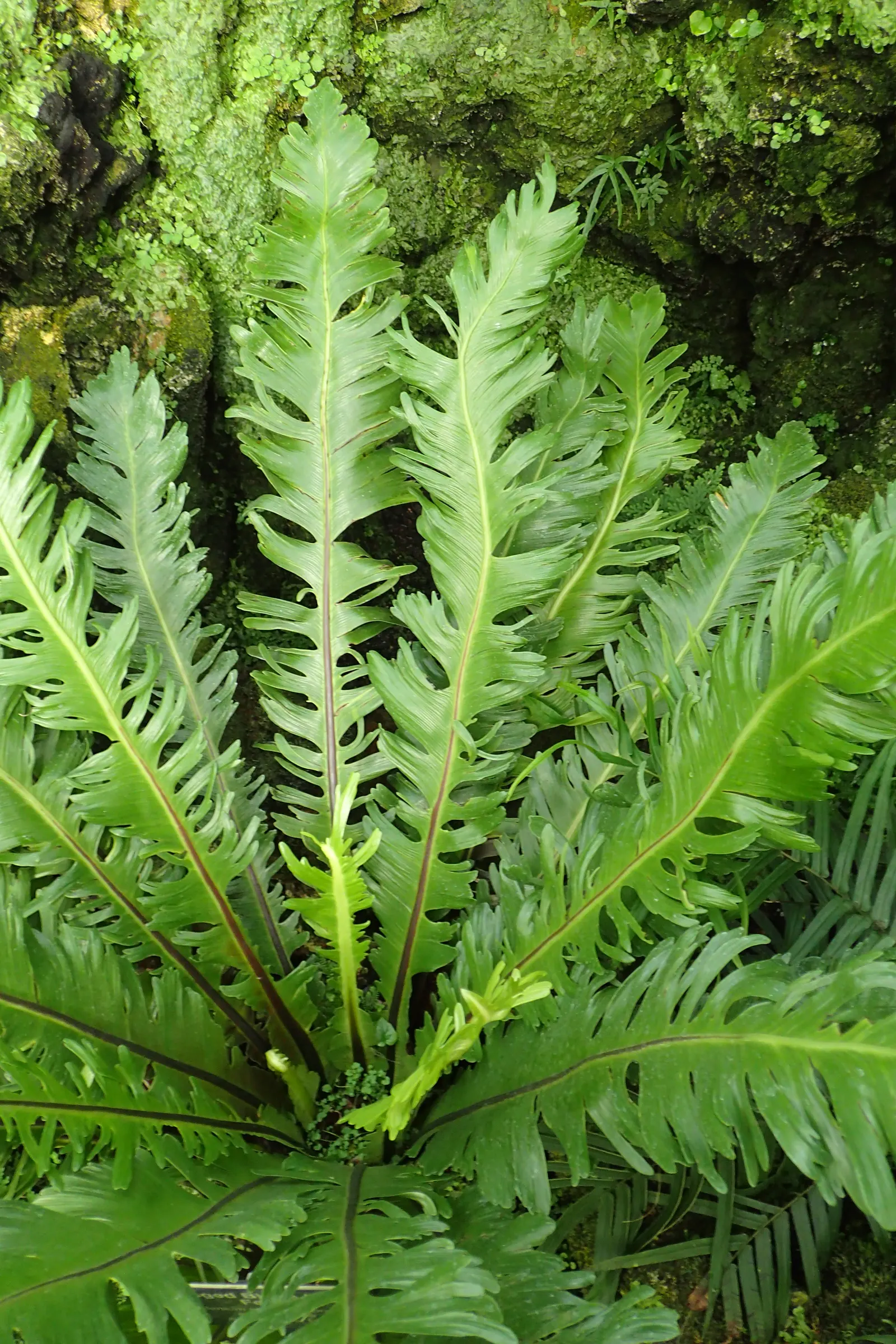 Bird's Nest Fern (Asplenium Nidus) — glossy fronds are capable of capturing attention in shaded or partially shaded areas; ideal for tropical, image 86