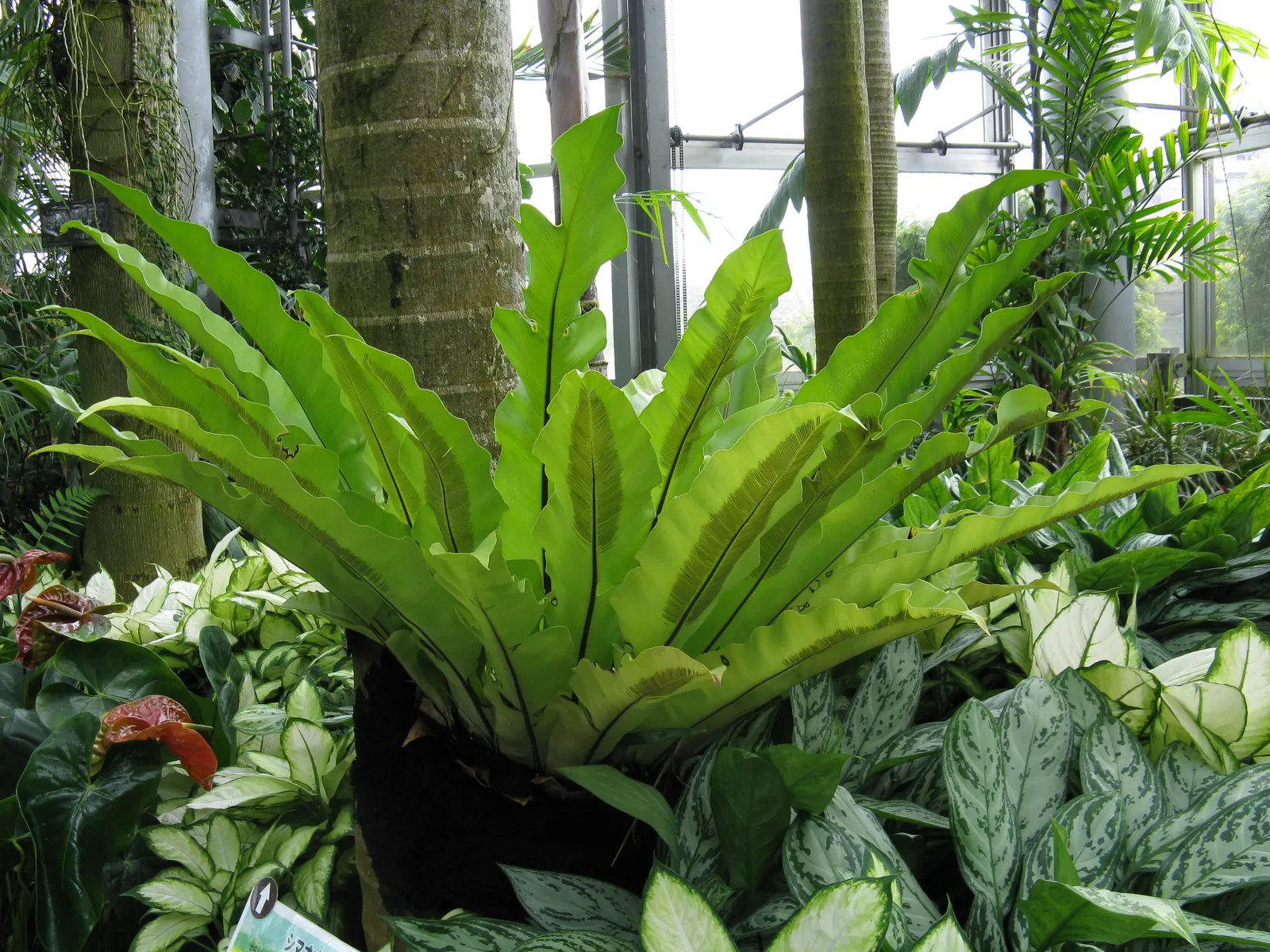 Bird's Nest Fern (Asplenium Nidus) — verdant highlight within their garden; often celebrated for its lush, image 107