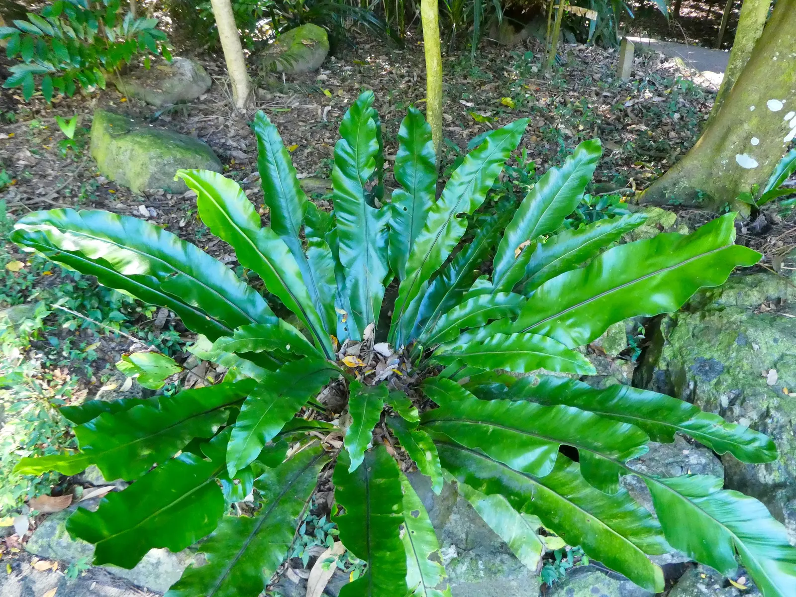 Bird's Nest Fern (Asplenium Nidus) — green fronds that elegantly unfurl to form a rosette; hardy in USDA zones 10b-11, image 99