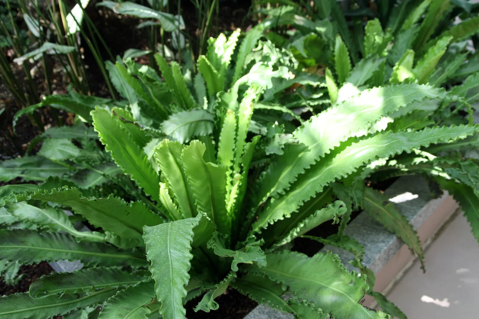 Bird's Nest Fern (Asplenium Nidus) — resembling a bird's nest - hence the name; which is a key identifying feature, image 100