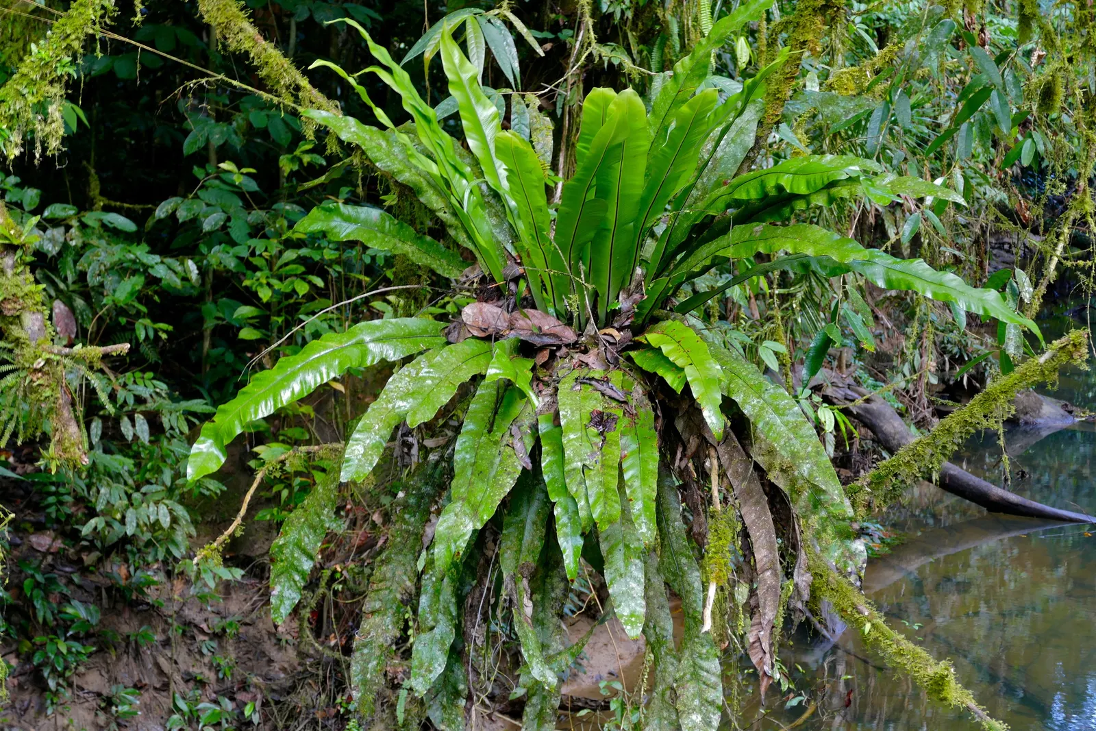 Bird's Nest Fern (Asplenium Nidus) — Thriving in partial shade, it prefers high humidity and well-draining soil; fern for half or shade, image 75