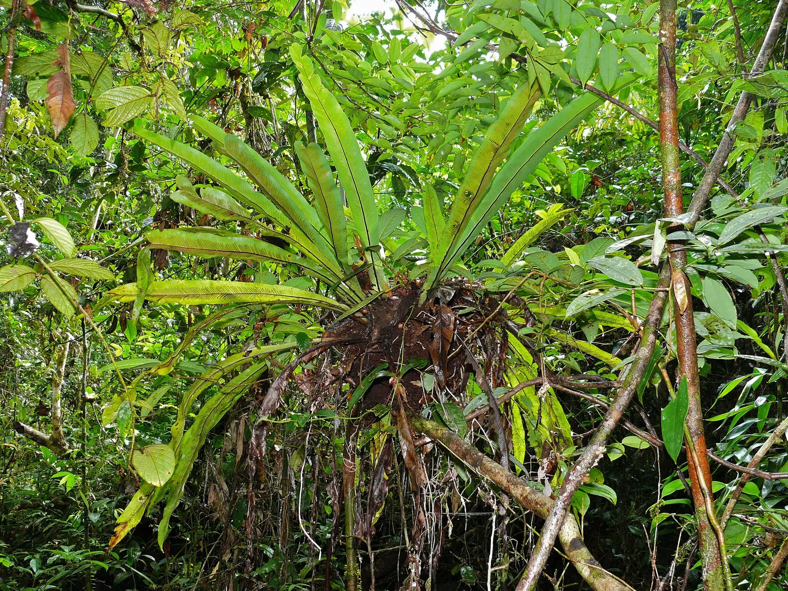 Bird's Nest Fern (Asplenium Nidus) — fern for half or shade; preferring well-draining soil with high organic matter - a mimicry of its natural, image 72