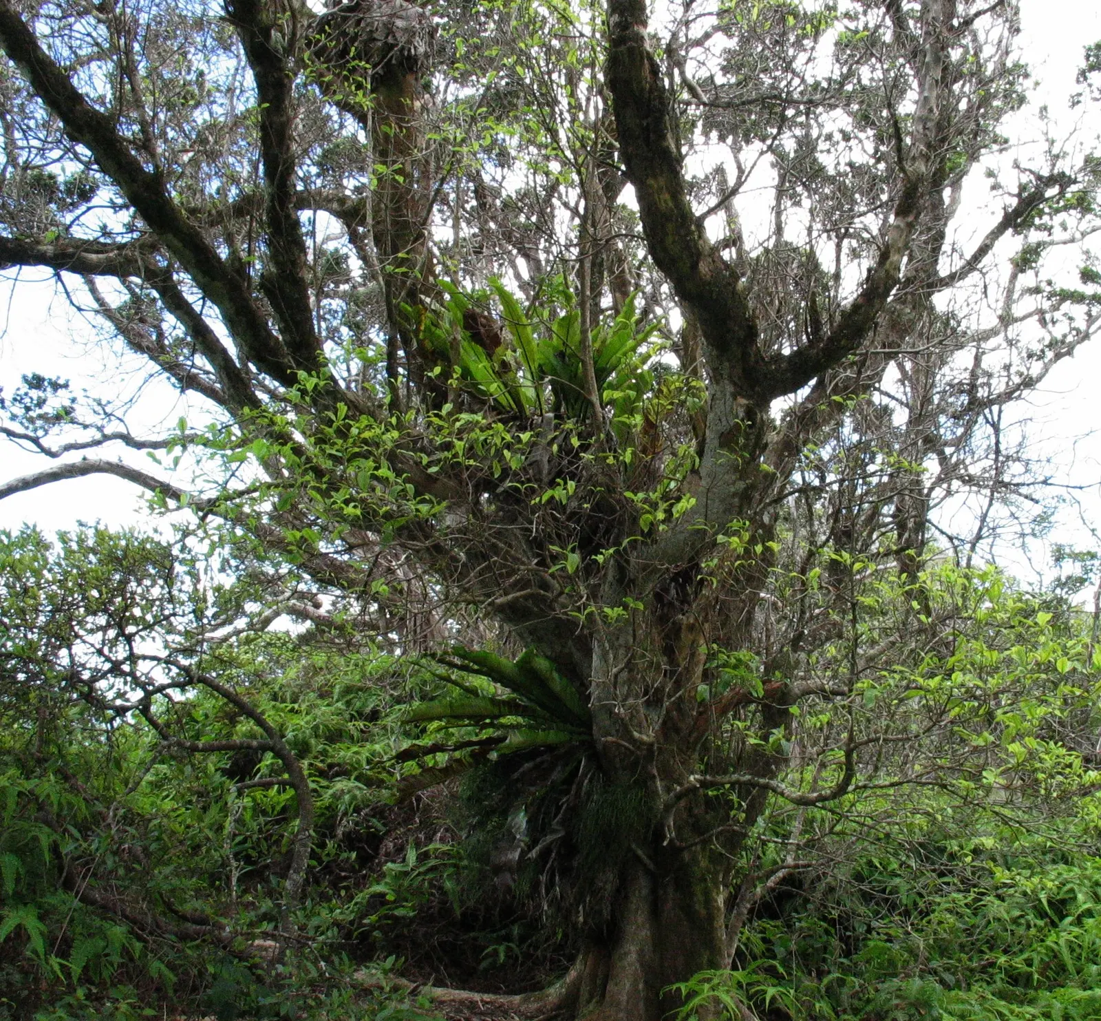 Bird's Nest Fern (Asplenium Nidus) — fern for half or shade; preferring well-draining soil with high organic matter - a mimicry of its natural habitat on