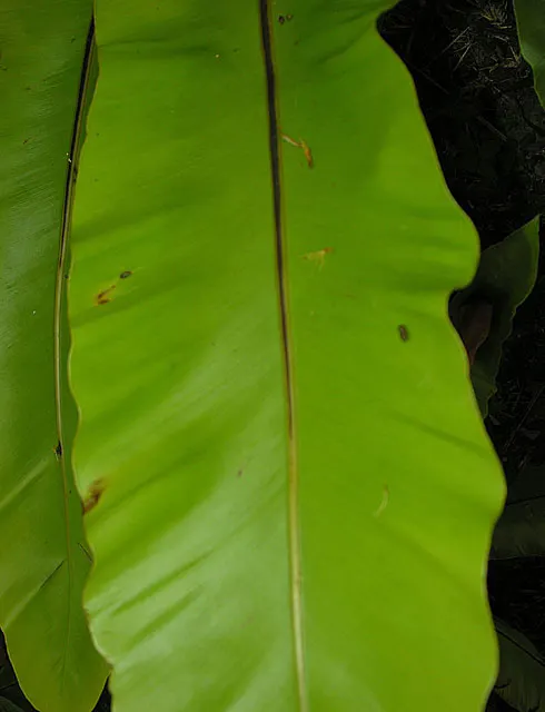Bird's Nest Fern (Asplenium Nidus) — often celebrated for its lush; verdant highlight within their garden, image 62