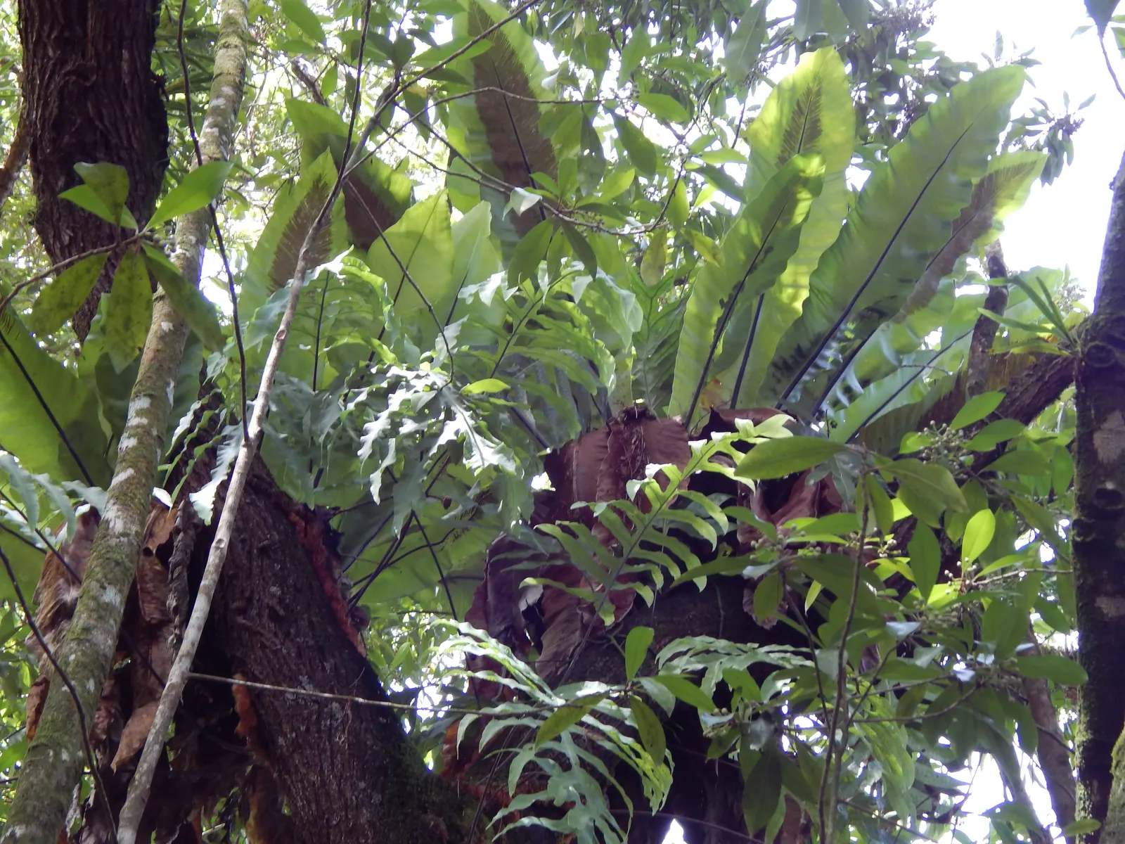 Bird's Nest Fern (Asplenium Nidus) — often celebrated for its lush; verdant highlight within their garden, image 80