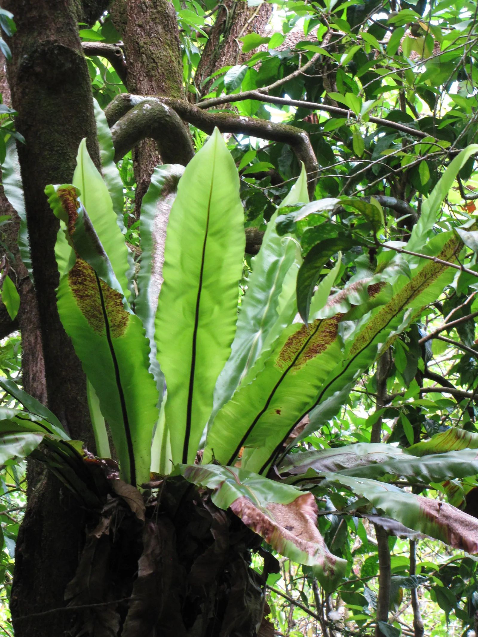Bird's Nest Fern (Asplenium Nidus) — creating a simple elongated oval shape with a slightly wavy edge and a prominent central rib; green fronds, image 48