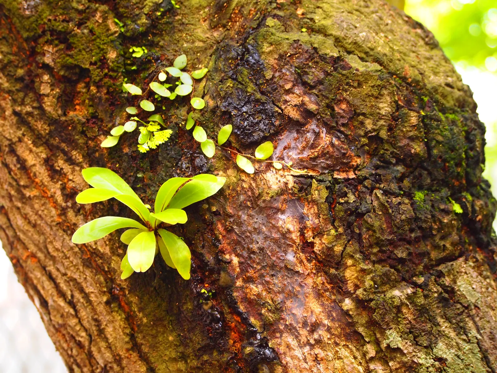 Bird's Nest Fern (Asplenium Nidus) — verdant highlight within their garden; often celebrated for its lush, image 71