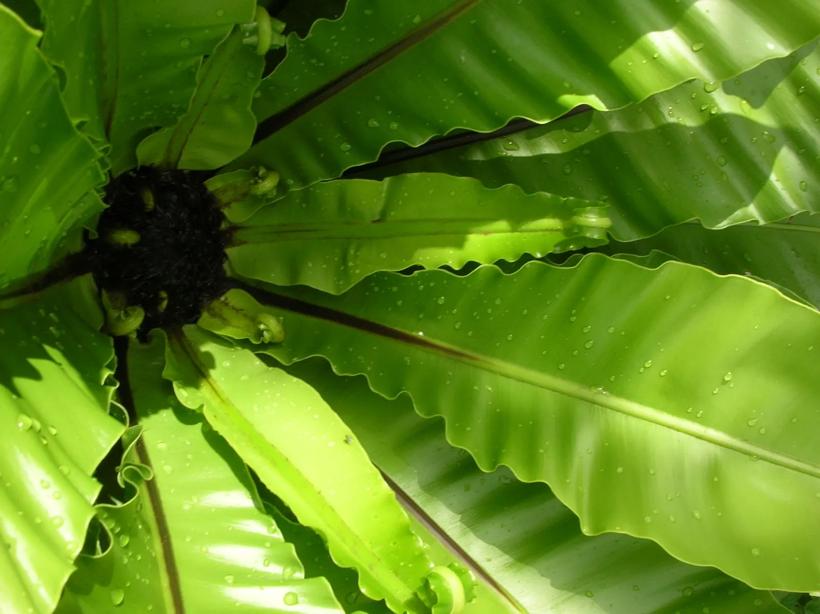 Bird's Nest Fern (Asplenium Nidus) — green fronds that elegantly unfurl to form a rosette; hardy in USDA zones 10b-11, image 63