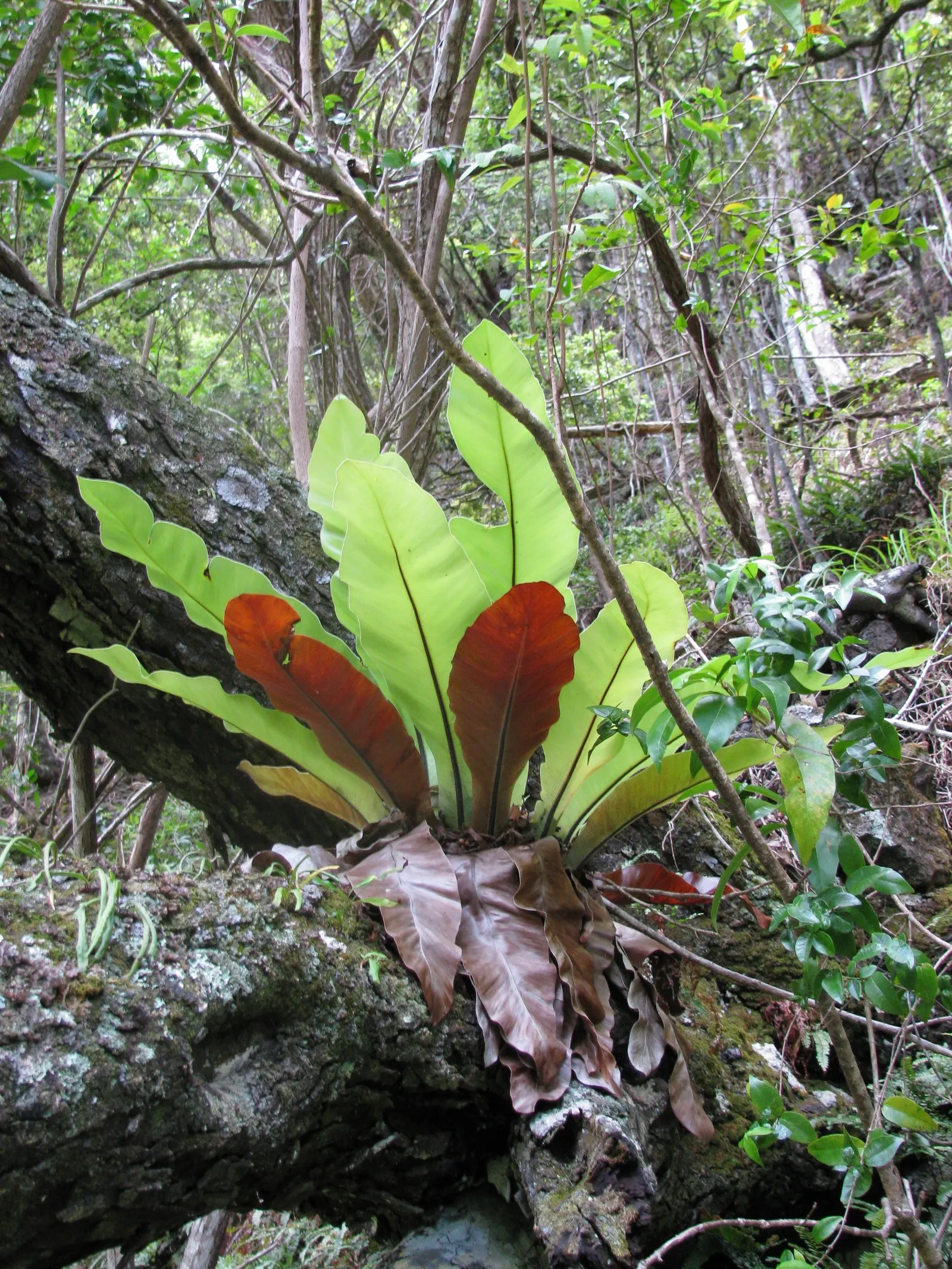 Bird's Nest Fern (Asplenium Nidus) — the fronds can reach a mature length of 2 to 4 feet and about 4 to 8 inches wide; is an epiphytic evergreen with a