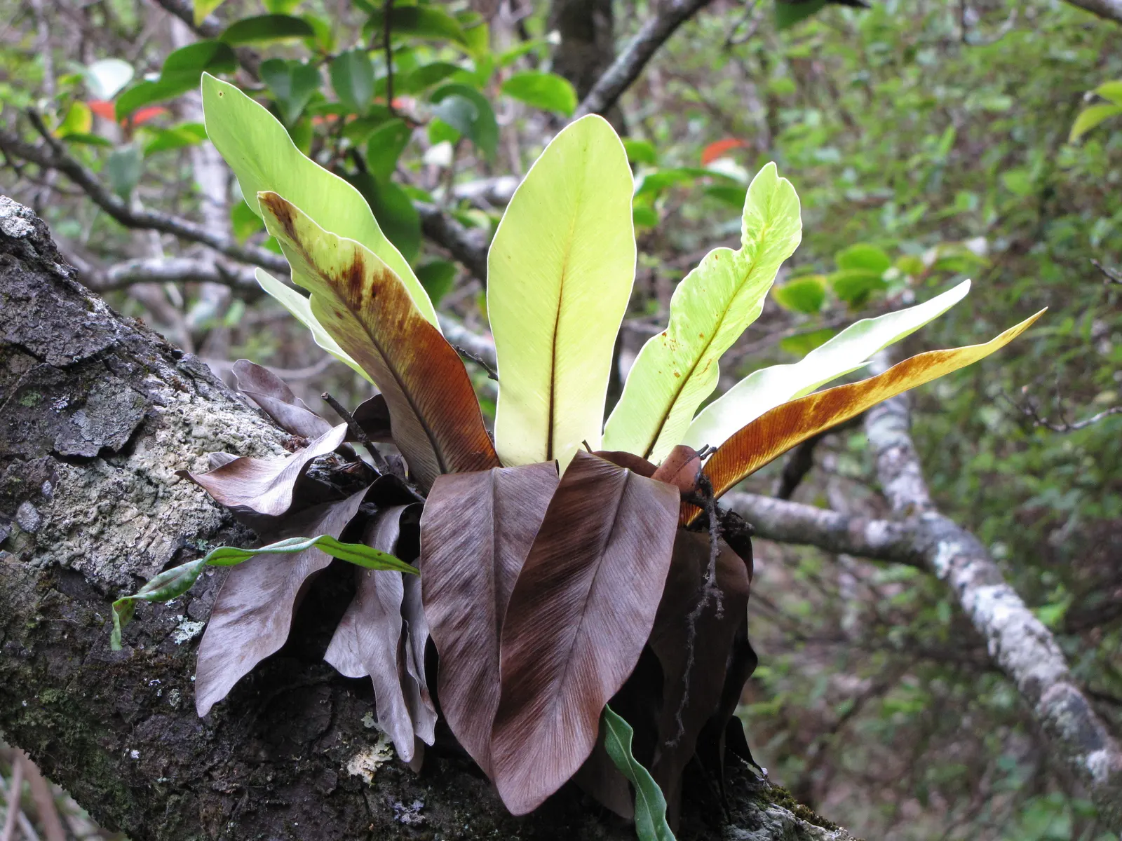 Bird's Nest Fern (Asplenium Nidus) — which is a key identifying feature; it needs consistent moisture but should not be left in standing water, image 85