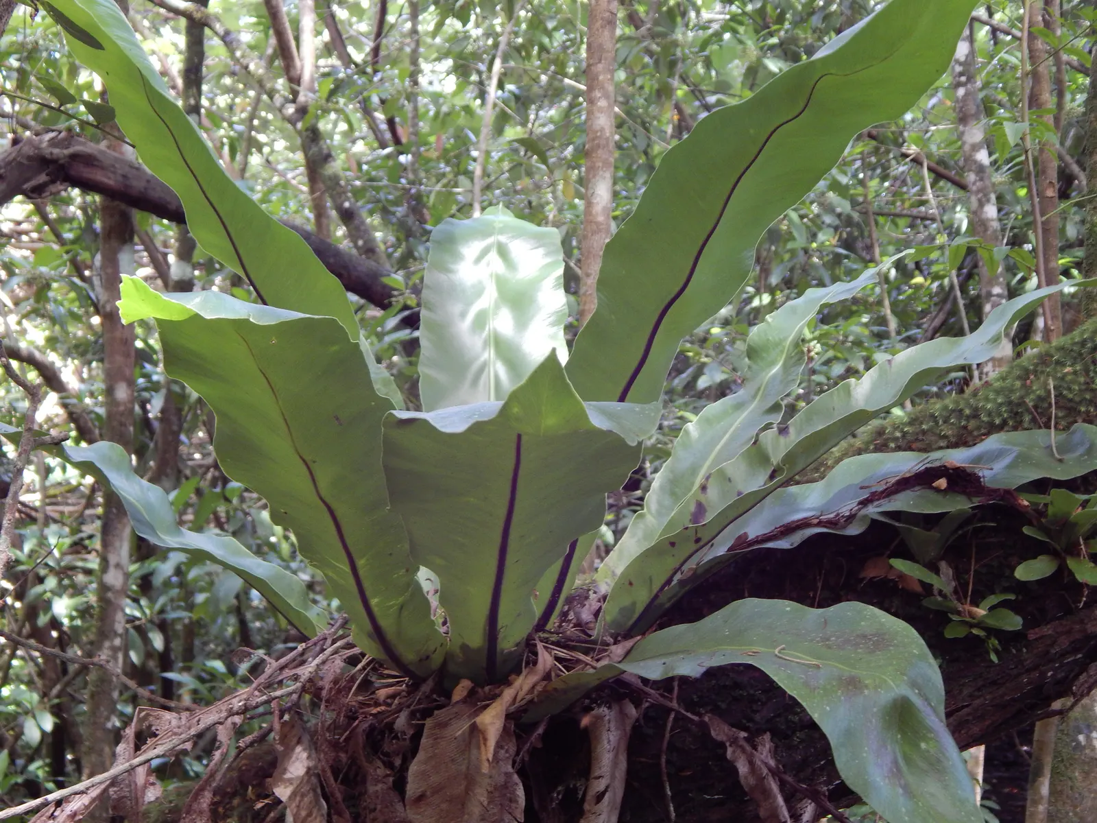 Bird's Nest Fern (Asplenium Nidus) — preferring well-draining soil with high organic matter - a mimicry of its natural habitat on forest trees, image 51