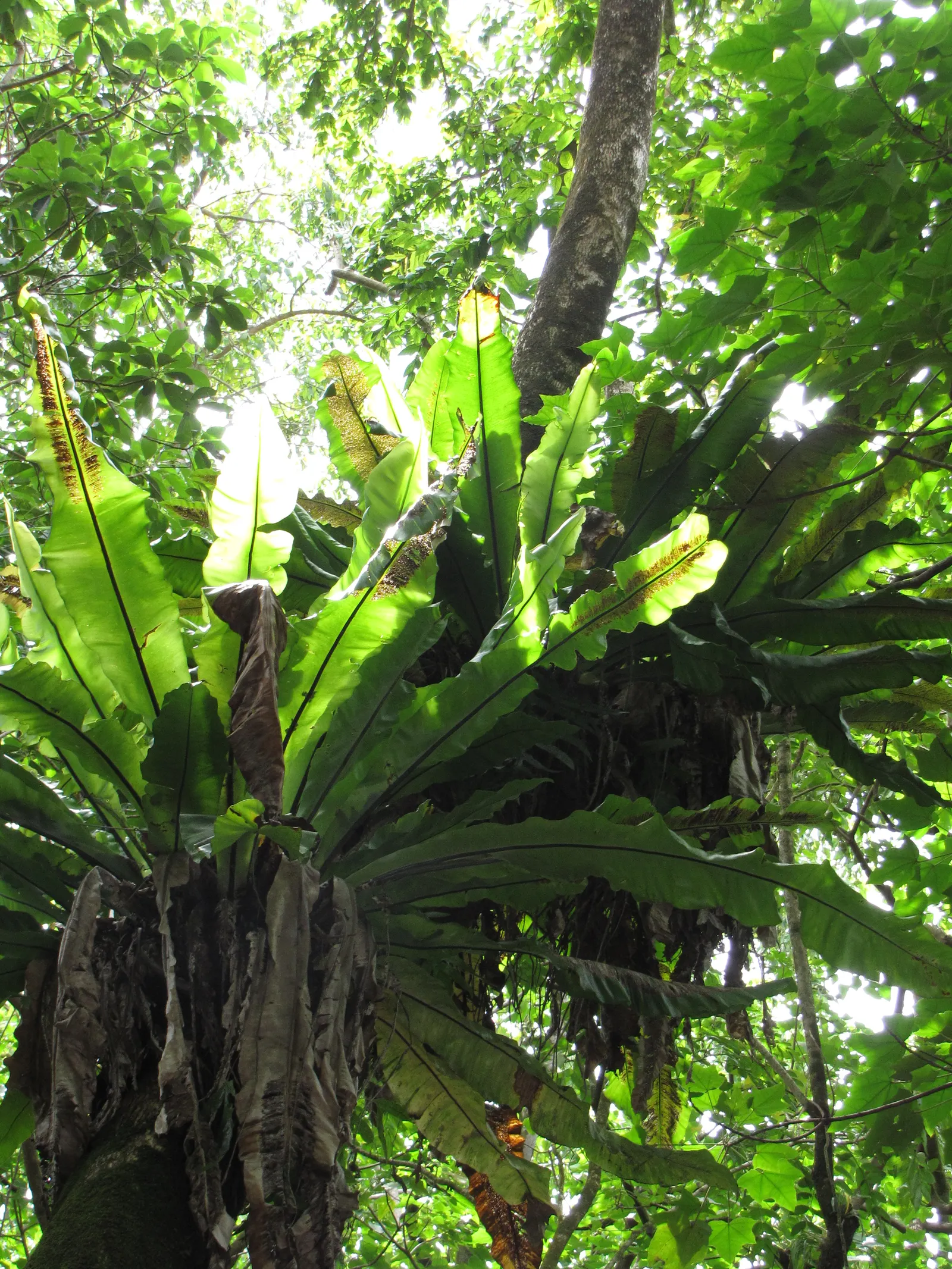 Bird's Nest Fern (Asplenium Nidus) — the fronds can reach a mature length of 2 to 4 feet and about 4 to 8 inches wide; is an epiphytic evergreen, image 101