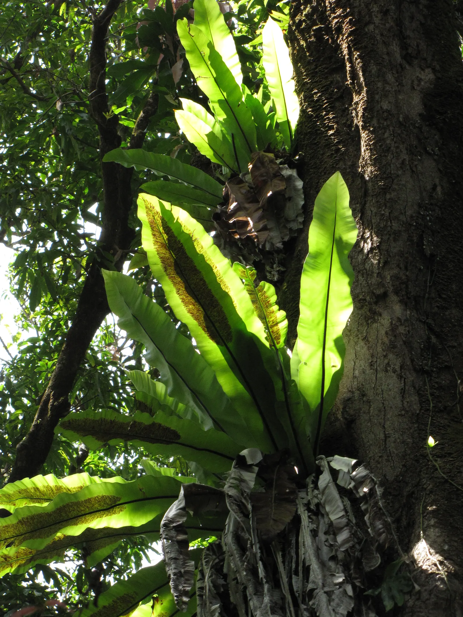 Bird's Nest Fern (Asplenium Nidus) — glossy fronds are capable of capturing attention in shaded or partially shaded areas; ideal for tropical, image 68