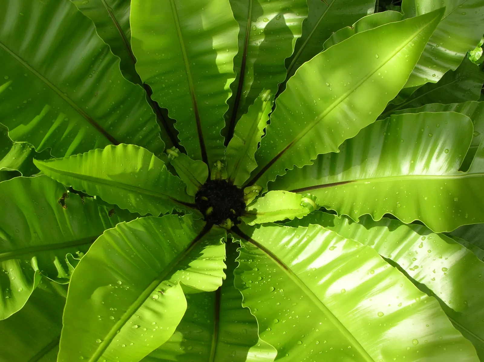 Bird's Nest Fern (Asplenium Nidus) — commonly known as Bird's Nest Fern; fronds typically reach 2-4 feet in length, gracefully arching from a, image 37