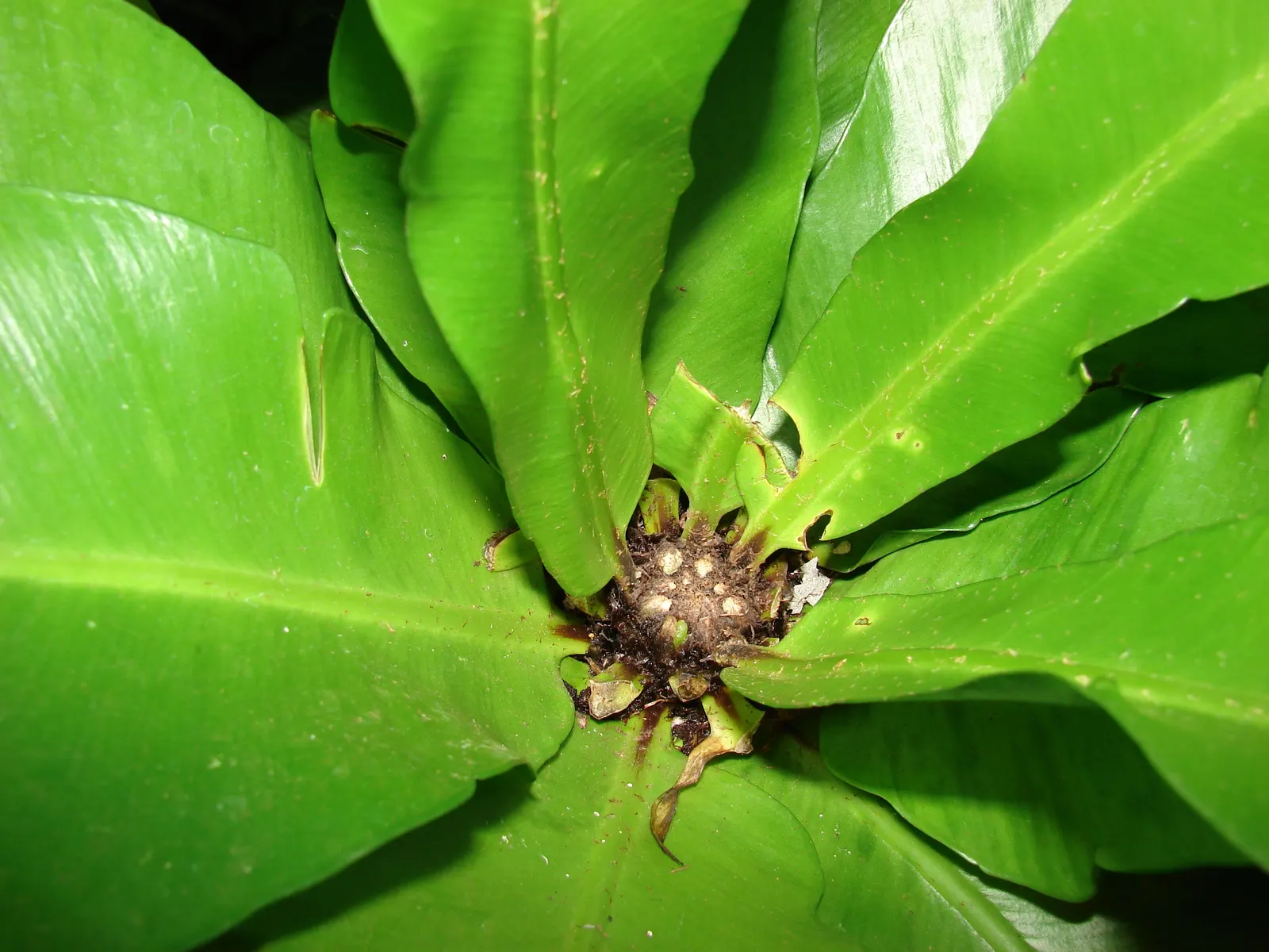 Bird's Nest Fern (Asplenium Nidus) — green fronds that elegantly unfurl to form a rosette