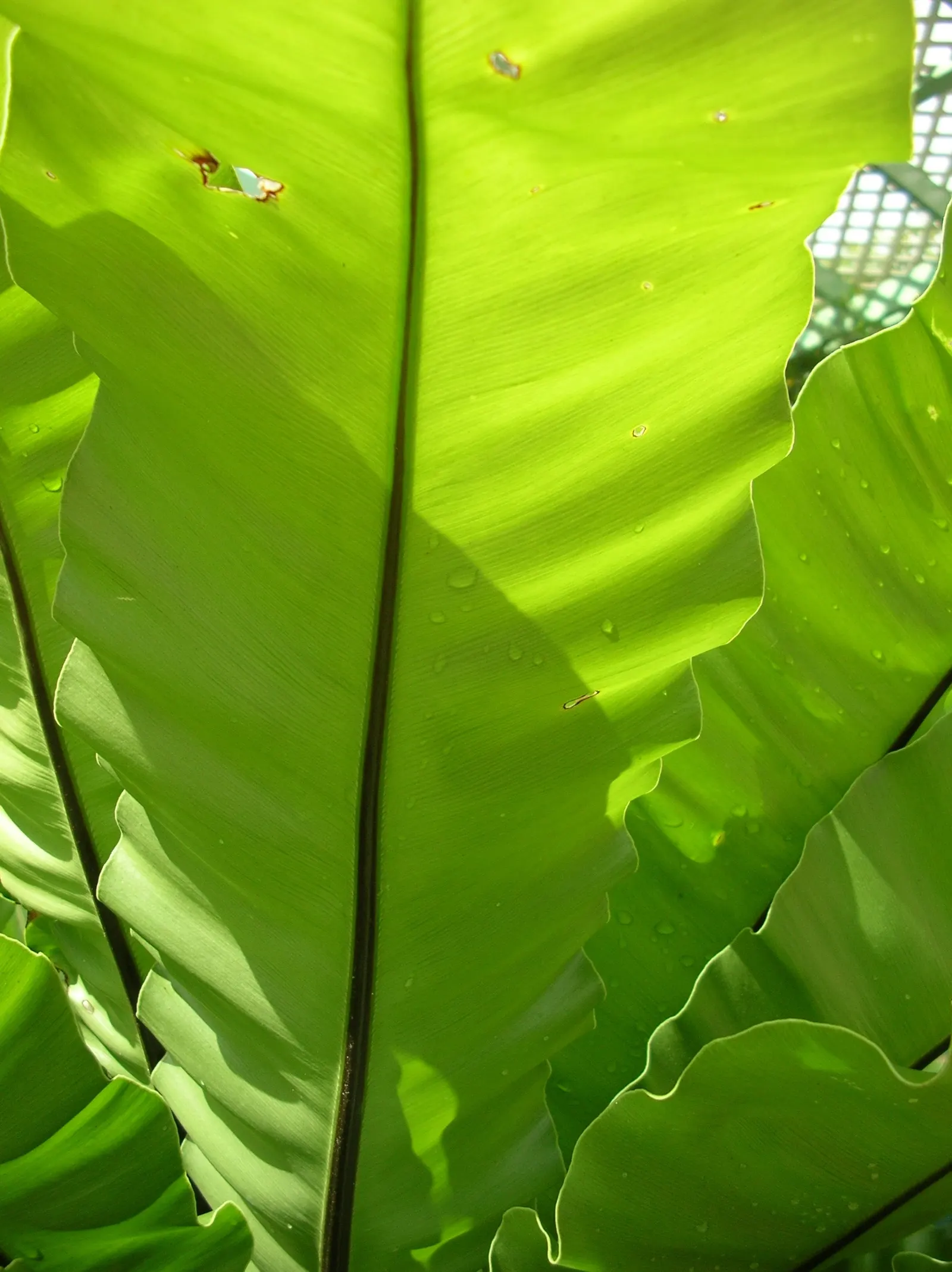 Bird's Nest Fern (Asplenium Nidus) — Fronds typically reach 2-4 feet in length, gracefully arching from a central, nest-like crown; the Bird's Nest Fern