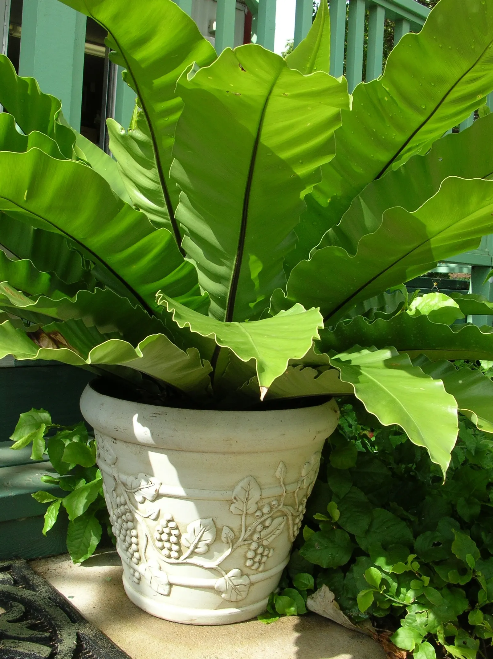 Bird's Nest Fern (Asplenium Nidus) — creating a simple elongated oval shape with a slightly wavy edge and a prominent central rib; green fronds, image 102