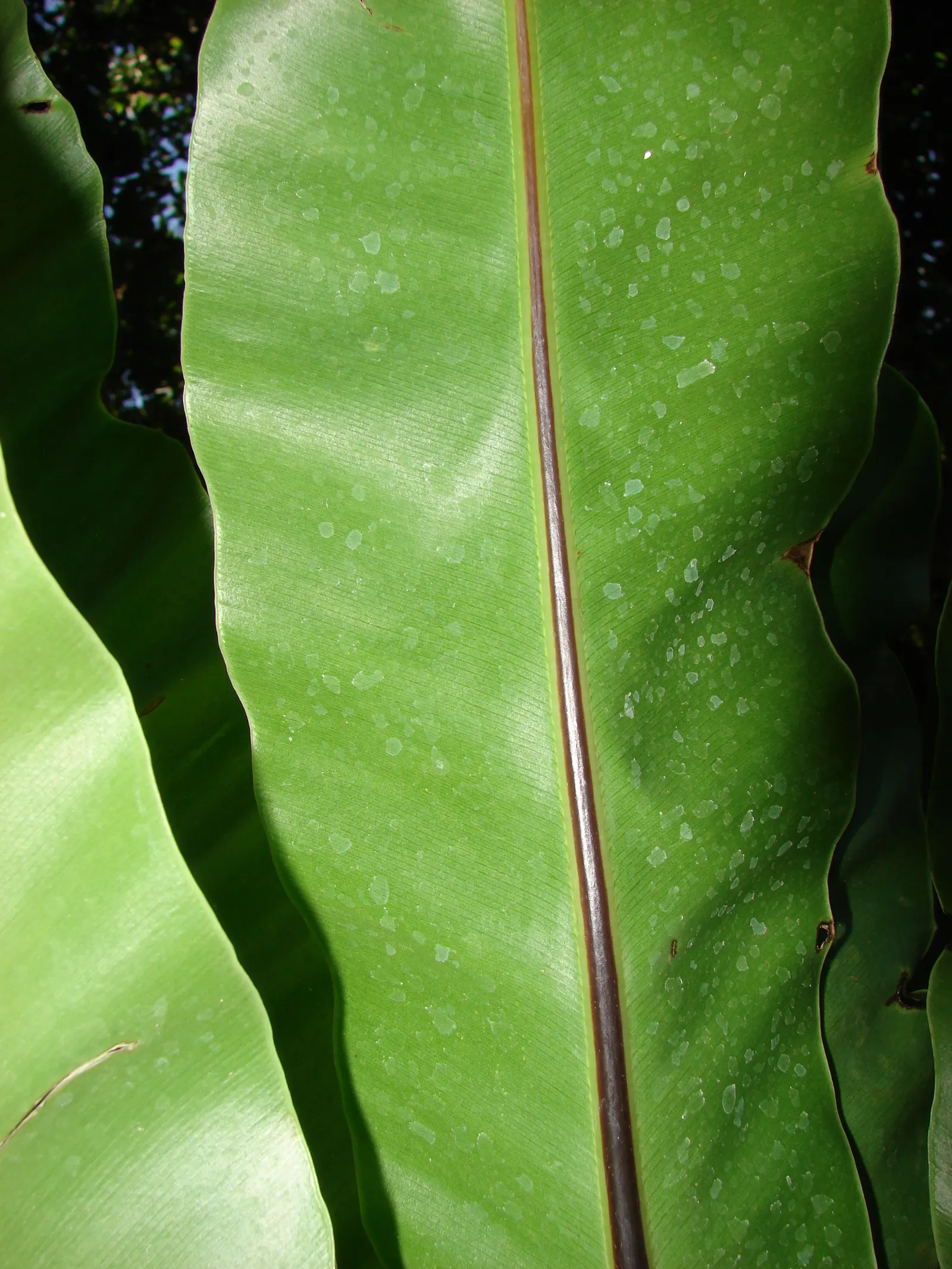 Bird's Nest Fern (Asplenium Nidus) — which is a key identifying feature; it needs consistent moisture but should not be left in standing water, image 103