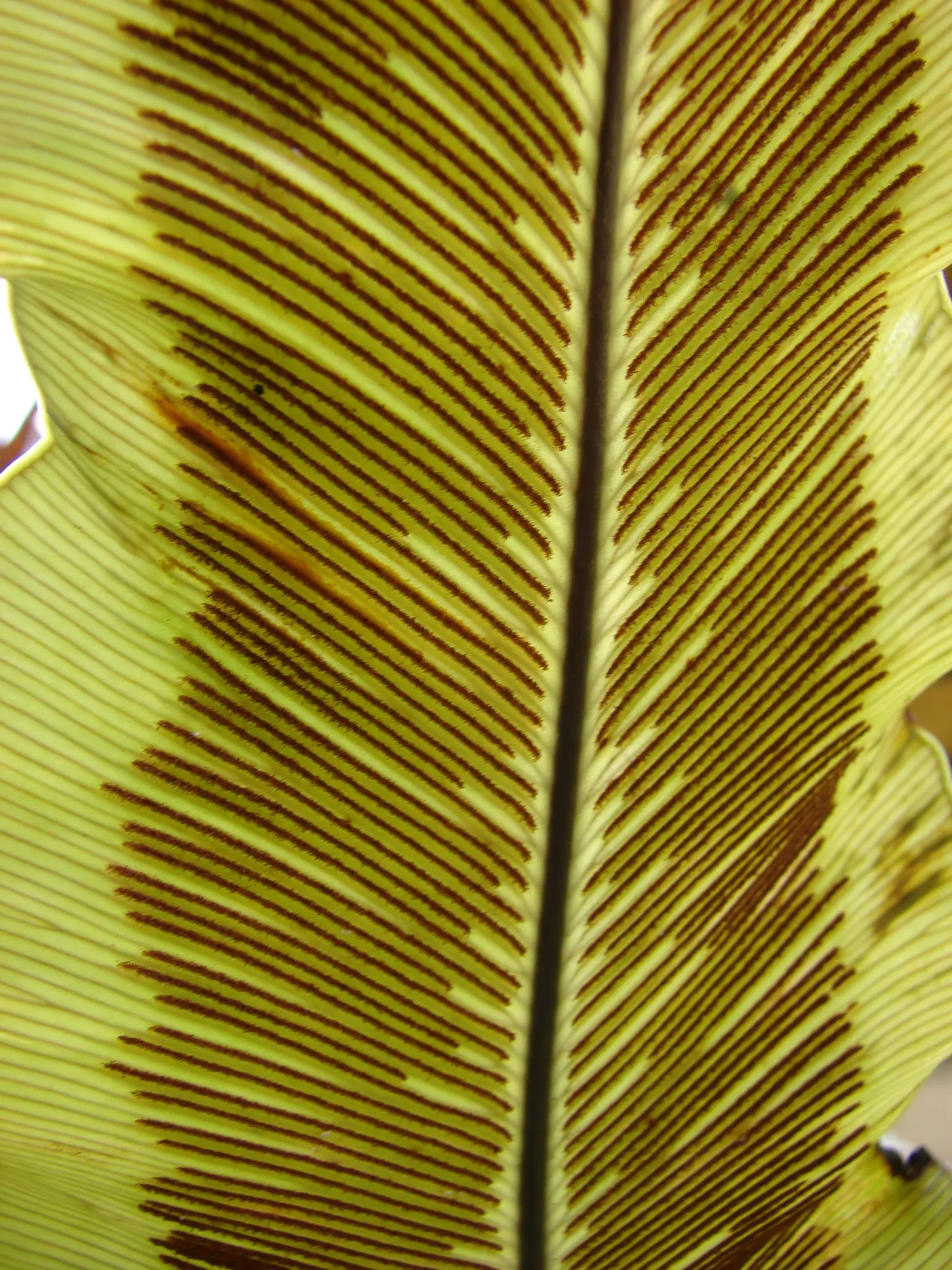 Bird's Nest Fern (Asplenium Nidus) — commonly known as Bird's Nest Fern