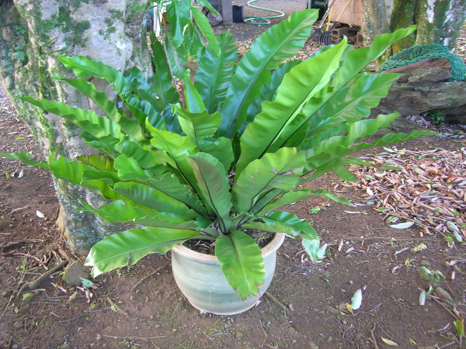 Bird's Nest Fern (Asplenium Nidus) — the fronds can reach a mature length of 2 to 4 feet and about 4 to 8 inches wide; is an epiphytic evergreen, image 65