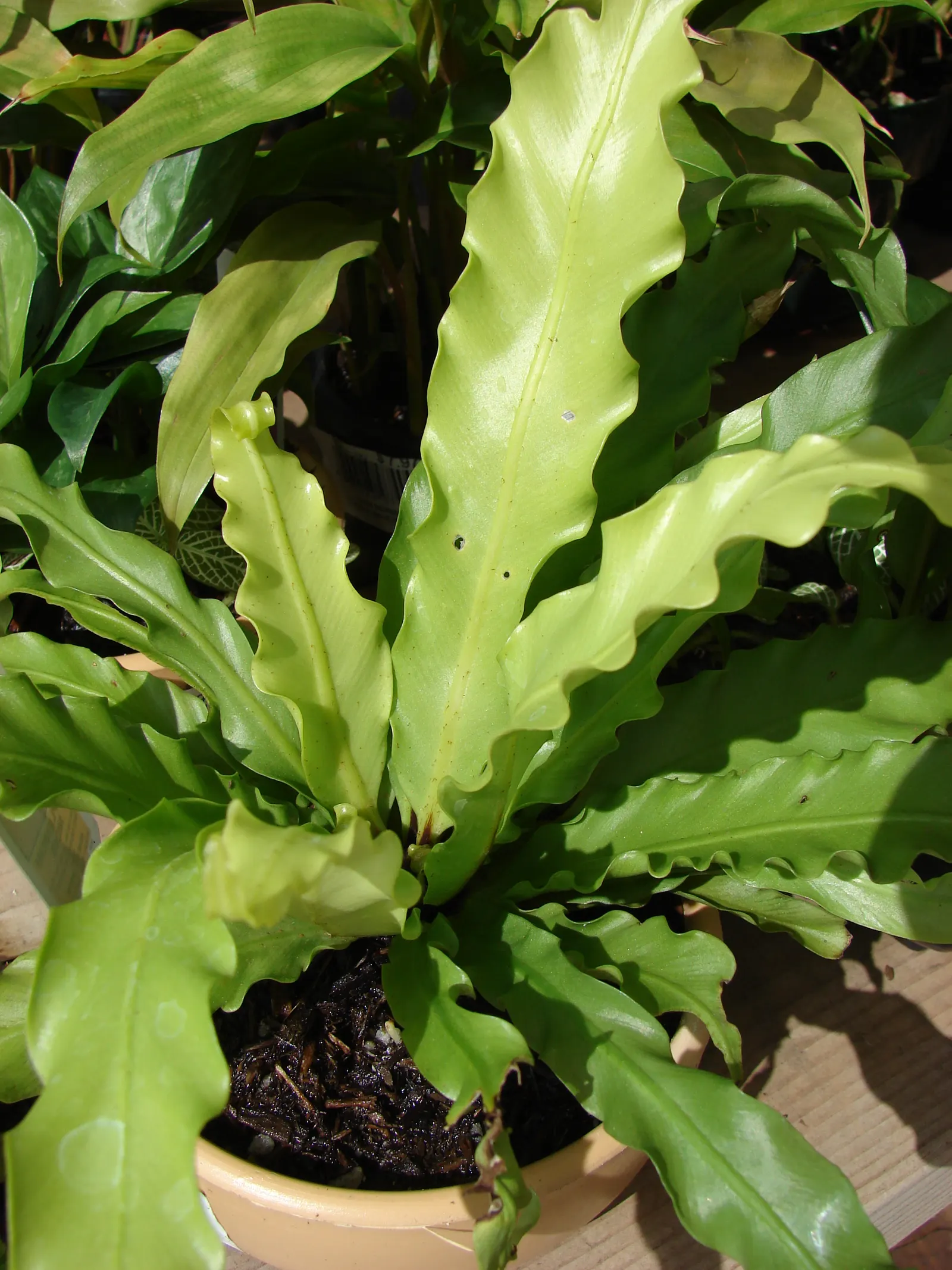 Bird's Nest Fern (Asplenium Nidus) — Fronds typically reach 2-4 feet in length, gracefully arching from a central, nest-like crown; the Bird's Nest, image 76