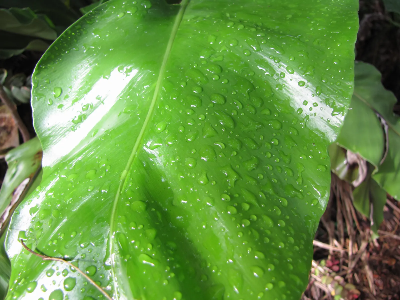 Bird's Nest Fern (Asplenium Nidus) — Thriving in partial shade, it prefers high humidity and well-draining soil; fern for half or shade, image 93